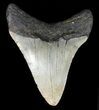 Megalodon Tooth - North Carolina #47206-2